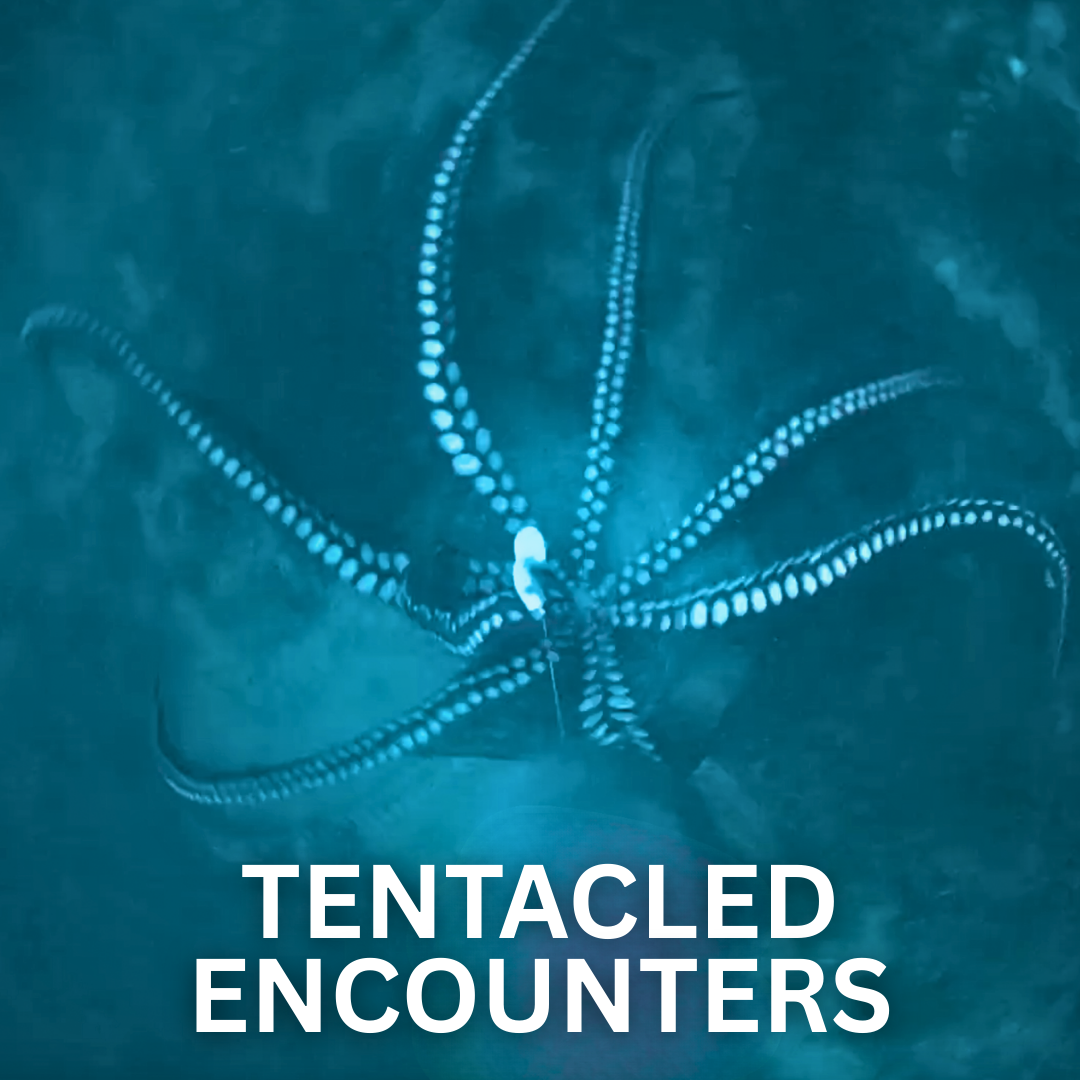 Tentacled Encounters: Lure Fishing for Octopus on the Devon and Cornwall Coast!