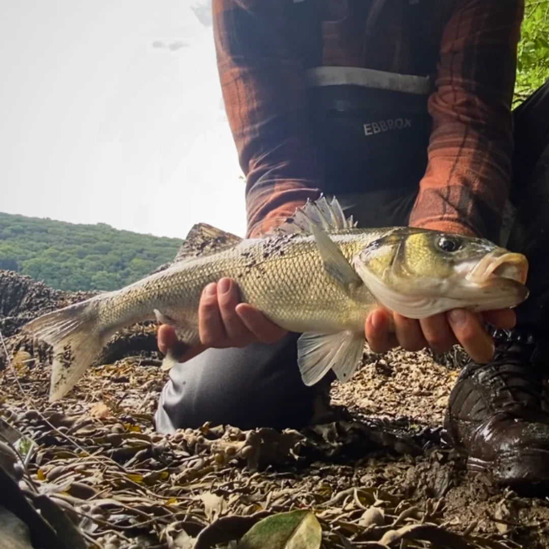 Creature Bait Fishing For Bass